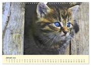Putzige Katzenkinder. Drollige Kätzchen entdecken die Welt! (Wandkalender 2024 DIN A3 quer), CALVENDO Monatskalender - Abbildung 3