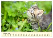 Putzige Katzenkinder. Drollige Kätzchen entdecken die Welt! (Wandkalender 2024 DIN A3 quer), CALVENDO Monatskalender - Abbildung 4
