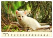 Putzige Katzenkinder. Drollige Kätzchen entdecken die Welt! (Wandkalender 2024 DIN A3 quer), CALVENDO Monatskalender - Abbildung 5