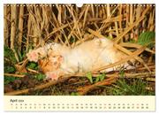 Putzige Katzenkinder. Drollige Kätzchen entdecken die Welt! (Wandkalender 2024 DIN A3 quer), CALVENDO Monatskalender - Abbildung 6