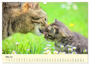 Putzige Katzenkinder. Drollige Kätzchen entdecken die Welt! (Wandkalender 2024 DIN A3 quer), CALVENDO Monatskalender - Abbildung 7