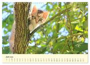 Putzige Katzenkinder. Drollige Kätzchen entdecken die Welt! (Wandkalender 2024 DIN A3 quer), CALVENDO Monatskalender - Abbildung 8