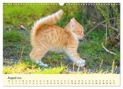 Putzige Katzenkinder. Drollige Kätzchen entdecken die Welt! (Wandkalender 2024 DIN A3 quer), CALVENDO Monatskalender - Abbildung 10