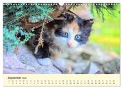 Putzige Katzenkinder. Drollige Kätzchen entdecken die Welt! (Wandkalender 2024 DIN A3 quer), CALVENDO Monatskalender - Abbildung 11