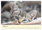 Putzige Katzenkinder. Drollige Kätzchen entdecken die Welt! (Wandkalender 2024 DIN A3 quer), CALVENDO Monatskalender - Abbildung 12