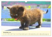 Putzige Katzenkinder. Drollige Kätzchen entdecken die Welt! (Wandkalender 2024 DIN A3 quer), CALVENDO Monatskalender - Abbildung 13