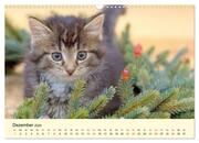 Putzige Katzenkinder. Drollige Kätzchen entdecken die Welt! (Wandkalender 2024 DIN A3 quer), CALVENDO Monatskalender - Abbildung 14