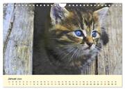 Putzige Katzenkinder. Drollige Kätzchen entdecken die Welt! (Wandkalender 2024 DIN A4 quer), CALVENDO Monatskalender - Abbildung 3