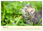 Putzige Katzenkinder. Drollige Kätzchen entdecken die Welt! (Wandkalender 2024 DIN A4 quer), CALVENDO Monatskalender - Abbildung 4