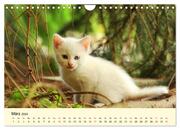 Putzige Katzenkinder. Drollige Kätzchen entdecken die Welt! (Wandkalender 2024 DIN A4 quer), CALVENDO Monatskalender - Abbildung 5