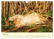 Putzige Katzenkinder. Drollige Kätzchen entdecken die Welt! (Wandkalender 2024 DIN A4 quer), CALVENDO Monatskalender - Abbildung 6