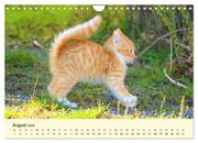 Putzige Katzenkinder. Drollige Kätzchen entdecken die Welt! (Wandkalender 2024 DIN A4 quer), CALVENDO Monatskalender - Abbildung 10