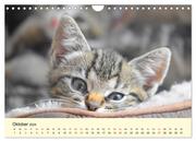 Putzige Katzenkinder. Drollige Kätzchen entdecken die Welt! (Wandkalender 2024 DIN A4 quer), CALVENDO Monatskalender - Abbildung 12