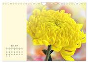 Duftiger Blumentraum und eleganter Blütenzauber! (Wandkalender 2024 DIN A4 quer), CALVENDO Monatskalender - Abbildung 6