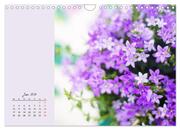 Duftiger Blumentraum und eleganter Blütenzauber! (Wandkalender 2024 DIN A4 quer), CALVENDO Monatskalender - Abbildung 8