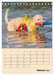 Jahresplaner Lagotto Romagnolo (Tischkalender 2024 DIN A5 hoch), CALVENDO Monatskalender - Abbildung 4