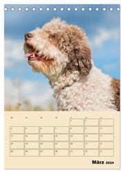 Jahresplaner Lagotto Romagnolo (Tischkalender 2024 DIN A5 hoch), CALVENDO Monatskalender - Abbildung 5