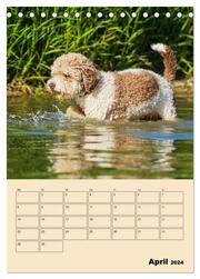 Jahresplaner Lagotto Romagnolo (Tischkalender 2024 DIN A5 hoch), CALVENDO Monatskalender - Abbildung 6
