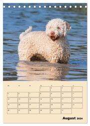 Jahresplaner Lagotto Romagnolo (Tischkalender 2024 DIN A5 hoch), CALVENDO Monatskalender - Abbildung 10