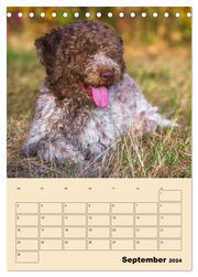 Jahresplaner Lagotto Romagnolo (Tischkalender 2024 DIN A5 hoch), CALVENDO Monatskalender - Abbildung 11