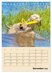 Jahresplaner Lagotto Romagnolo (Tischkalender 2024 DIN A5 hoch), CALVENDO Monatskalender - Abbildung 13
