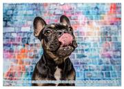 Cool Dogs - Hunde-Spaß im Studio (Wandkalender 2024 DIN A2 quer), CALVENDO Monatskalender - Abbildung 4