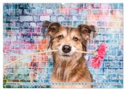 Cool Dogs - Hunde-Spaß im Studio (Wandkalender 2024 DIN A2 quer), CALVENDO Monatskalender - Abbildung 11