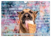 Cool Dogs - Hunde-Spaß im Studio (Wandkalender 2024 DIN A4 quer), CALVENDO Monatskalender - Abbildung 5