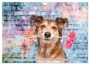 Cool Dogs - Hunde-Spaß im Studio (Wandkalender 2024 DIN A4 quer), CALVENDO Monatskalender - Abbildung 11