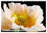 Prachtvolle Mohnblüten (hochwertiger Premium Wandkalender 2024 DIN A2 quer), Kunstdruck in Hochglanz - Abbildung 2