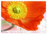 Prachtvolle Mohnblüten (hochwertiger Premium Wandkalender 2024 DIN A2 quer), Kunstdruck in Hochglanz - Abbildung 3