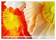 Prachtvolle Mohnblüten (hochwertiger Premium Wandkalender 2024 DIN A2 quer), Kunstdruck in Hochglanz - Abbildung 4