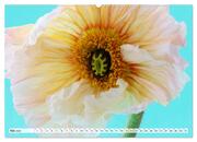 Prachtvolle Mohnblüten (hochwertiger Premium Wandkalender 2024 DIN A2 quer), Kunstdruck in Hochglanz - Abbildung 6