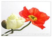 Prachtvolle Mohnblüten (hochwertiger Premium Wandkalender 2024 DIN A2 quer), Kunstdruck in Hochglanz - Abbildung 7