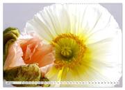 Prachtvolle Mohnblüten (hochwertiger Premium Wandkalender 2024 DIN A2 quer), Kunstdruck in Hochglanz - Abbildung 8