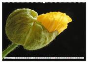 Prachtvolle Mohnblüten (hochwertiger Premium Wandkalender 2024 DIN A2 quer), Kunstdruck in Hochglanz - Abbildung 9
