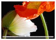 Prachtvolle Mohnblüten (hochwertiger Premium Wandkalender 2024 DIN A2 quer), Kunstdruck in Hochglanz - Abbildung 10
