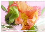 Prachtvolle Mohnblüten (hochwertiger Premium Wandkalender 2024 DIN A2 quer), Kunstdruck in Hochglanz - Abbildung 11