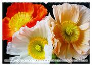 Prachtvolle Mohnblüten (hochwertiger Premium Wandkalender 2024 DIN A2 quer), Kunstdruck in Hochglanz - Abbildung 12