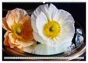Prachtvolle Mohnblüten (hochwertiger Premium Wandkalender 2024 DIN A2 quer), Kunstdruck in Hochglanz - Abbildung 13