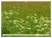 Feld- und Wiesenblüher Schützenswerte Natur (hochwertiger Premium Wandkalender 2024 DIN A2 quer), Kunstdruck in Hochglanz - Abbildung 13