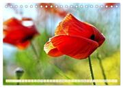 Feld- und Wiesenblüher Schützenswerte Natur (Tischkalender 2024 DIN A5 quer), CALVENDO Monatskalender - Abbildung 9