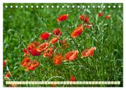 Feld- und Wiesenblüher Schützenswerte Natur (Tischkalender 2024 DIN A5 quer), CALVENDO Monatskalender - Abbildung 12