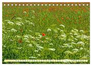Feld- und Wiesenblüher Schützenswerte Natur (Tischkalender 2024 DIN A5 quer), CALVENDO Monatskalender - Abbildung 14