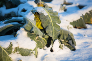 Frisches Gemüse im Winter ernten - Abbildung 2