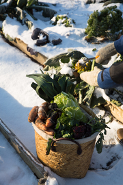 Frisches Gemüse im Winter ernten - Abbildung 3