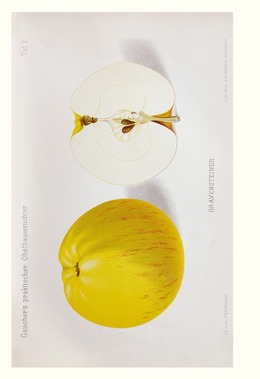Alte Obstsorten - Vom Apfel bis zur Zuckerpflaume - Abbildung 2