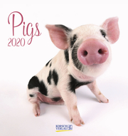 Pigs 2020