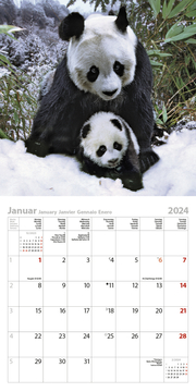 Pandas 2024 - Abbildung 1