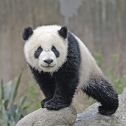 Pandas 2024 - Abbildung 6
